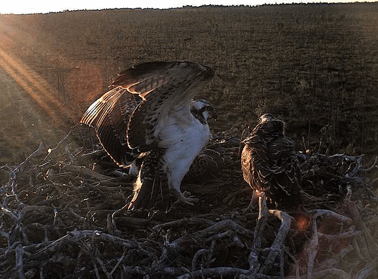 2009-08-03_201924.gif
