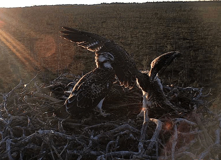 2009-08-03_201947.gif