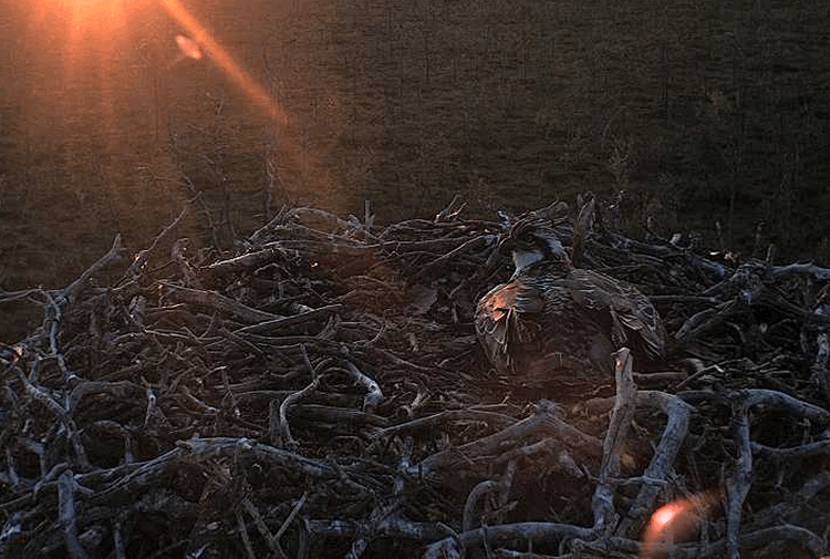2009-08-03_210501.gif