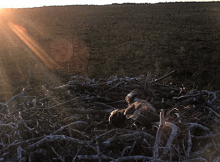 2009-08-04_203445.gif