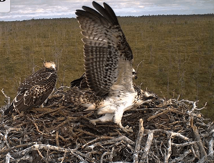 Hailuoto.gif