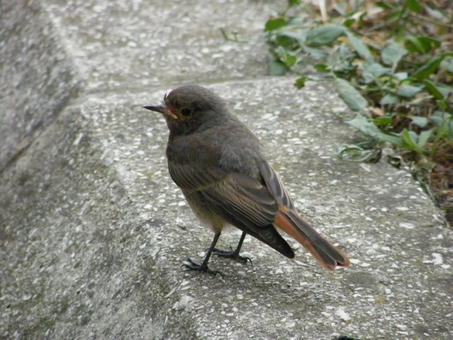 r68.jpg