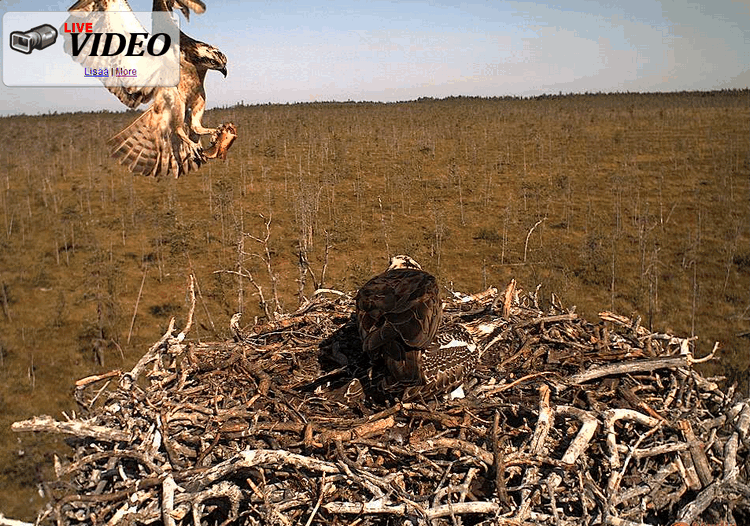 2009-08-06_091157.gif