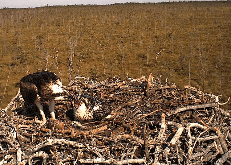2009-08-06_092125.gif