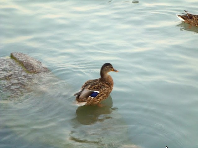 2009-08-06_143652.jpg