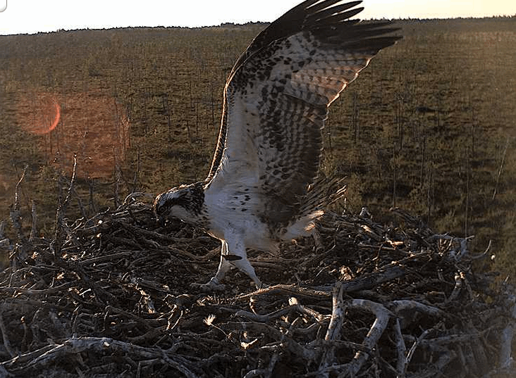 2009-08-06_193735.gif