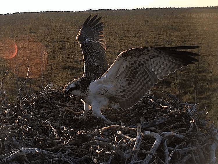 2009-08-06_193755.gif