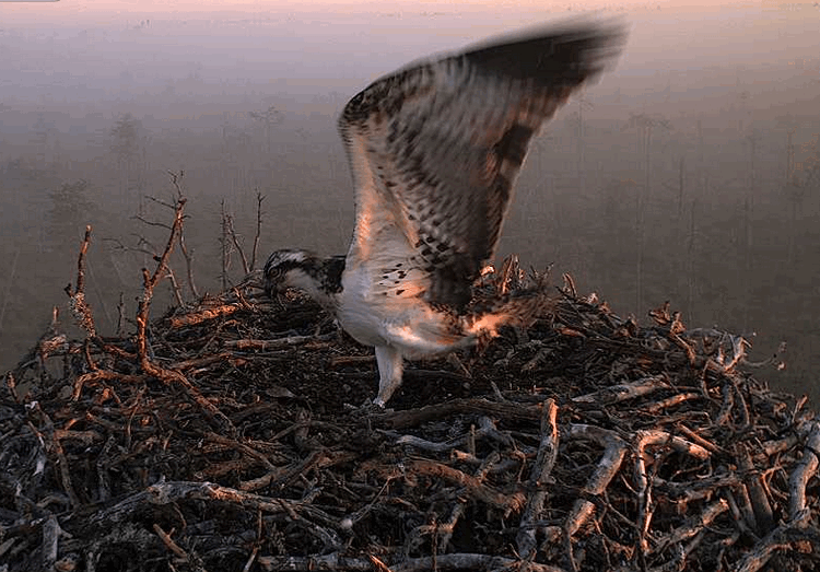2009-08-07_041557.gif