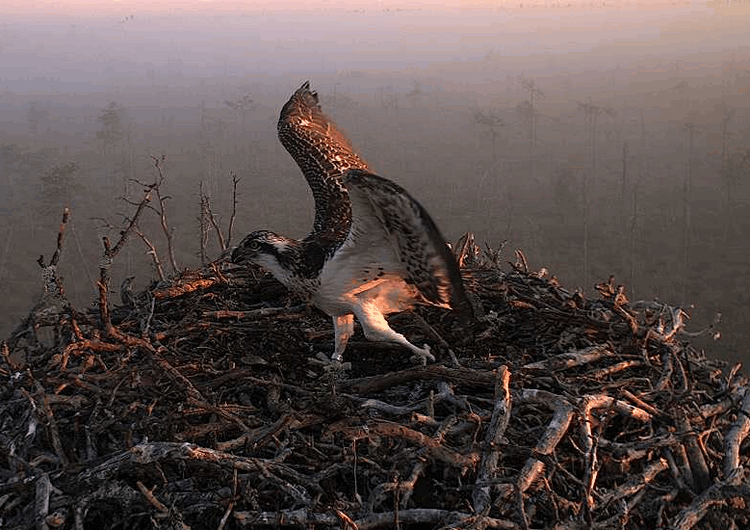 2009-08-07_041621.gif