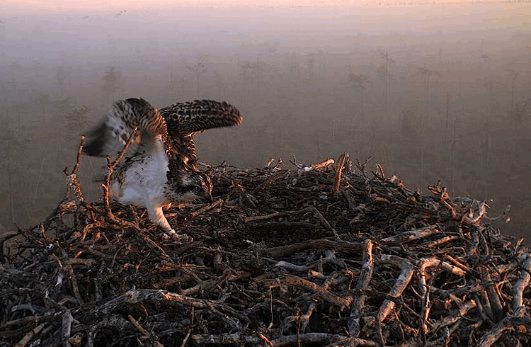 2009-08-07_041752.gif