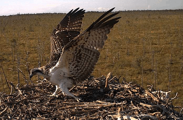 2009-08-07_152201.gif