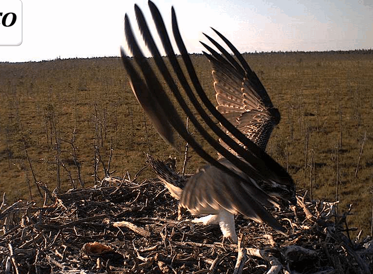 2009-08-07_170456.gif
