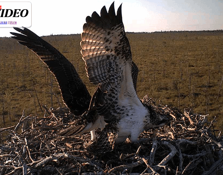 2009-08-07_171228.gif