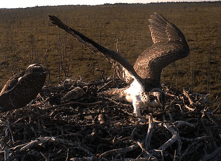 2009-08-07_175848.gif