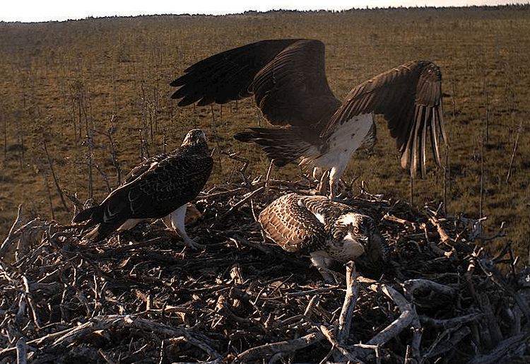 2009-08-07_180025.gif