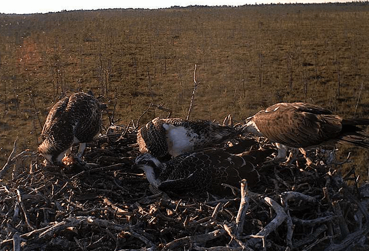 2009-08-07_181720.gif