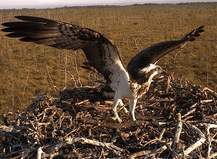 2009-08-08_064638.gif