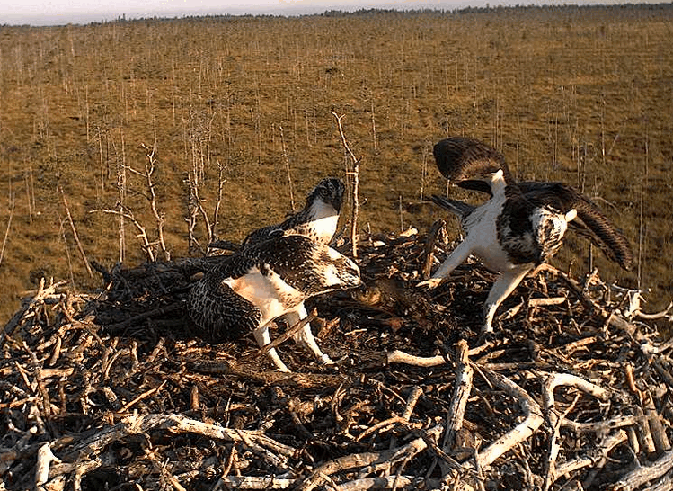 2009-08-08_064707.gif