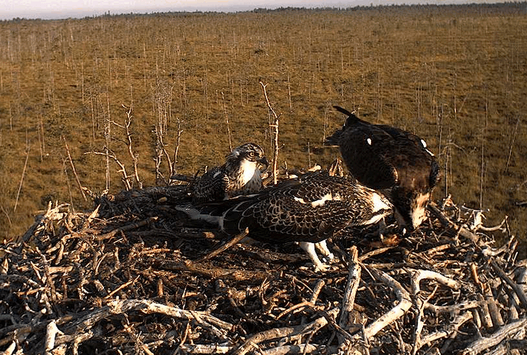 2009-08-08_064755.gif