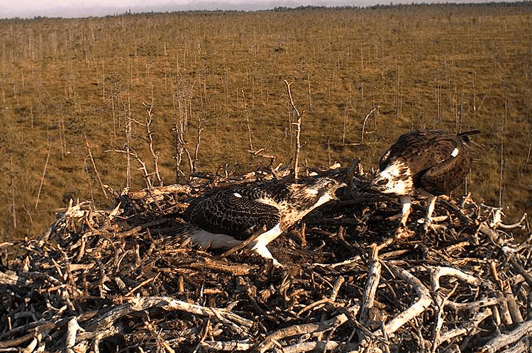 2009-08-08_070135.gif