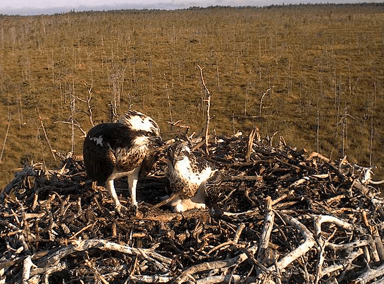2009-08-08_071205.gif