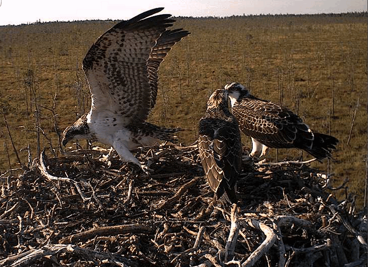 2009-08-08_162859.gif