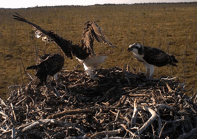 2009-08-08_163026.gif