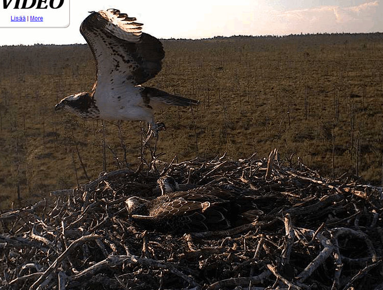 2009-08-09_175520.gif