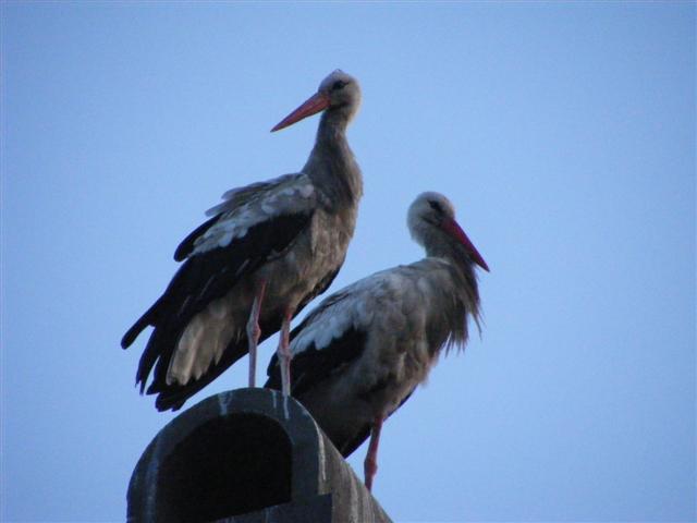 DSCF7297 (Small).JPG