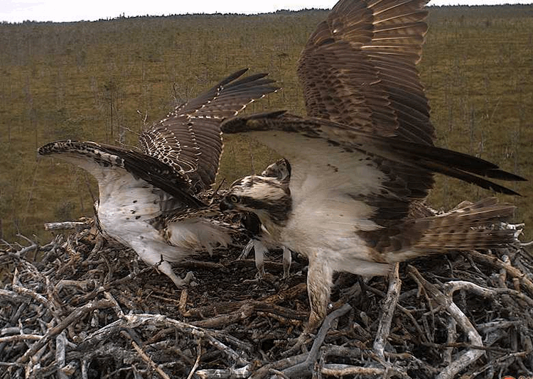 2009-08-10_082110.gif