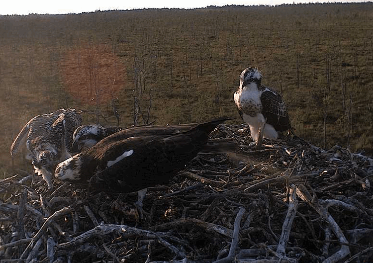 2009-08-10_184345.gif