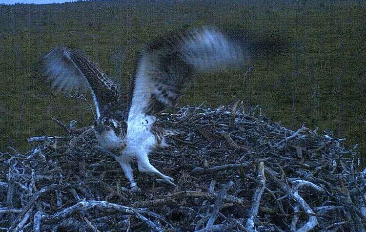 2009-08-11_032633.gif