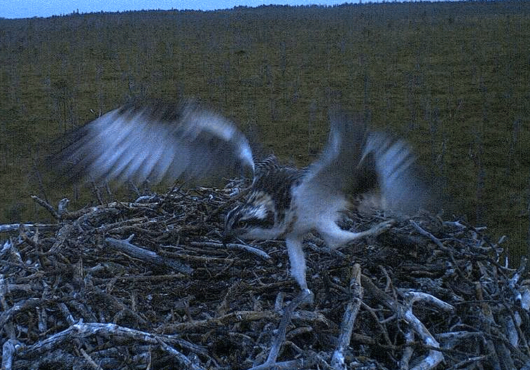 2009-08-11_033237.gif