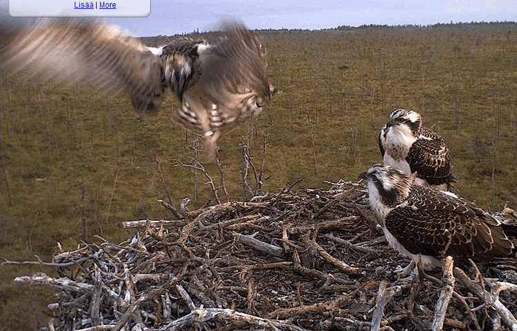 2009-08-11_043748.gif
