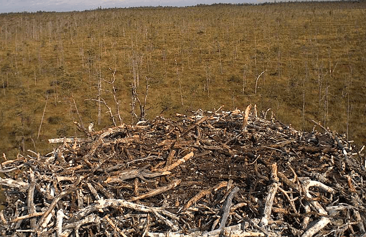 2009-08-11_090039.gif