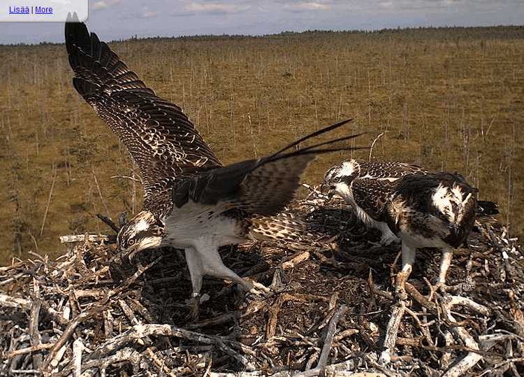 2009-08-11_092732.gif