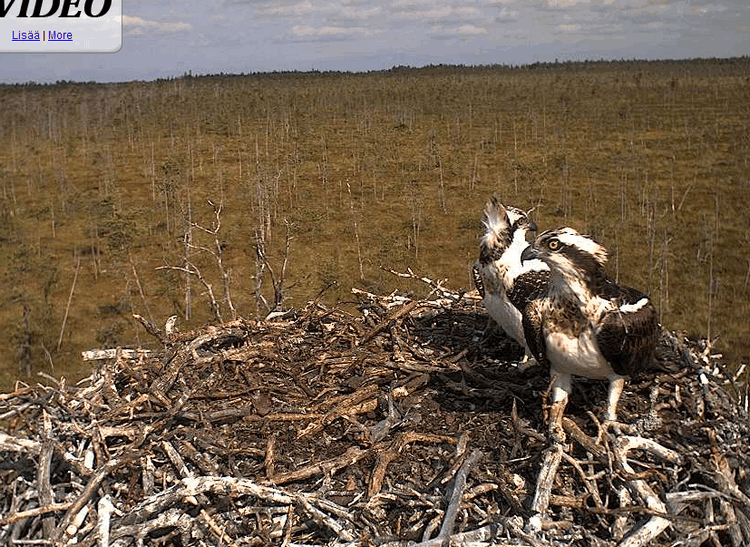2009-08-11_092752.gif