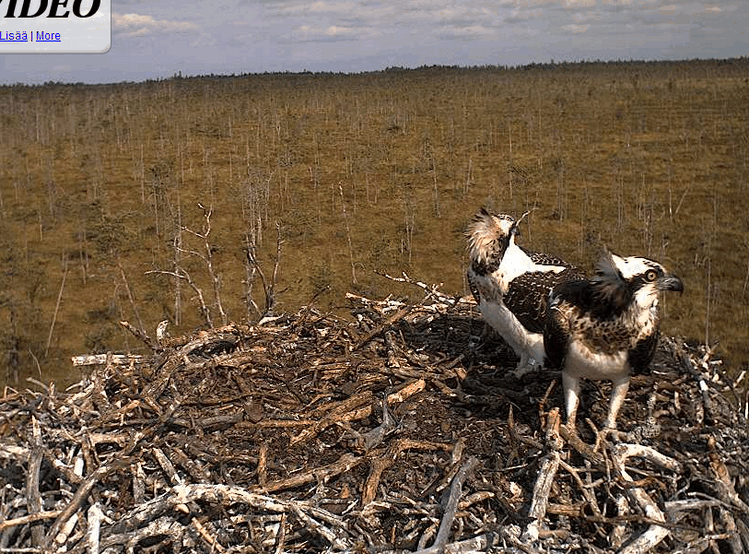 2009-08-11_092812.gif