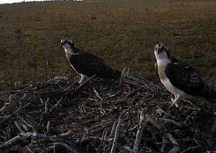 2009-08-11_165946.gif