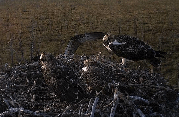 2009-08-11_184232.gif