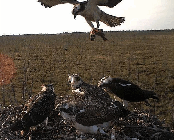 2009-08-11_184702.gif