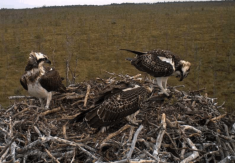 2009-08-12_060544.gif