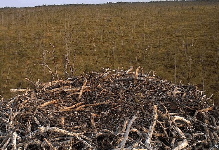 2009-08-12_070353.gif