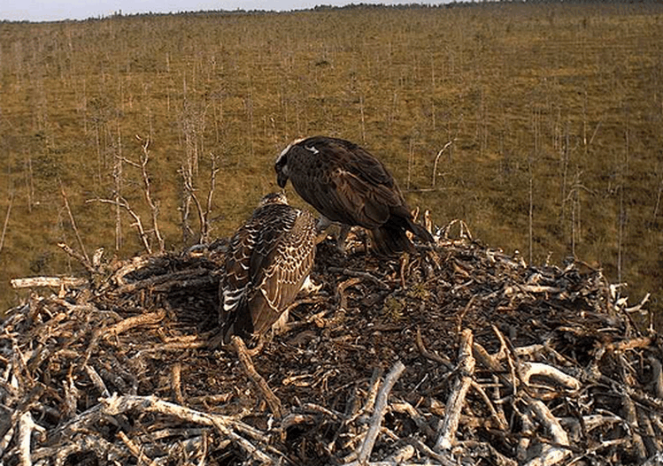 2009-08-12_072644.gif