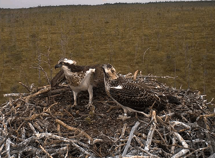 2009-08-12_103055.gif