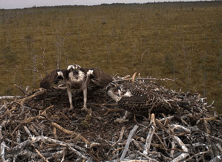 2009-08-12_103134.gif