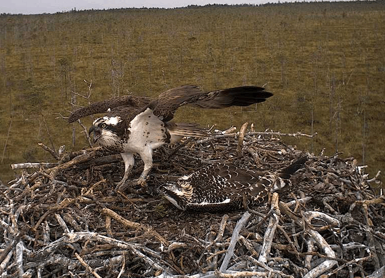 2009-08-12_103224.gif