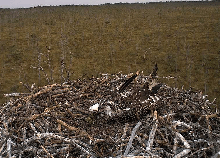 2009-08-12_103443.gif
