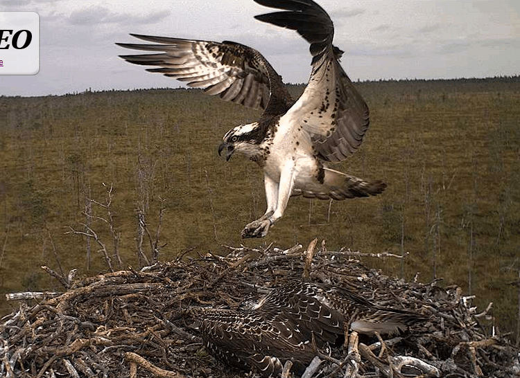 2009-08-12_103559.gif