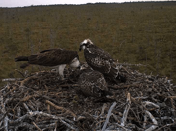 2009-08-12_110834.gif
